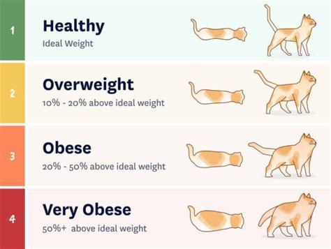 orange tabby cat average weight